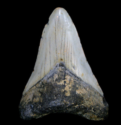 Megalodon Tooth Specimen #17 - Paxton Gate