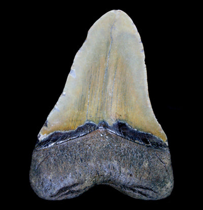 Megalodon Tooth Specimen #1 - Paxton Gate