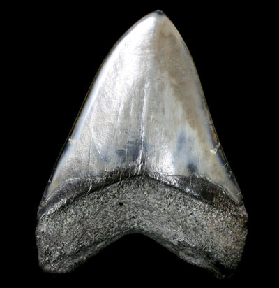 Polished Megalodon Tooth Specimen #20 - Paxton Gate
