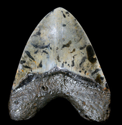 Polished Megalodon Tooth Specimen #21 - Paxton Gate