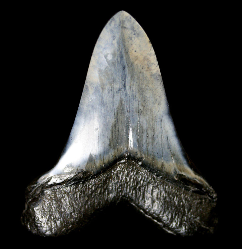 Polished Megalodon Tooth Specimen 