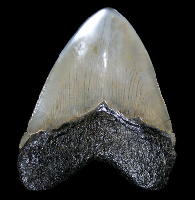 Polished Megalodon Tooth Specimen #24 - Paxton Gate