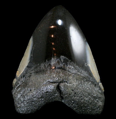 Polished Megalodon Tooth Specimen #24 - Paxton Gate