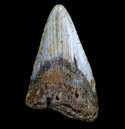 Megalodon Tooth Specimen #25 - Paxton Gate