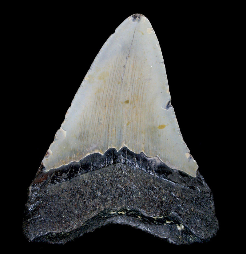 Megalodon Tooth Specimen 