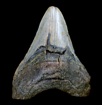 Megalodon Tooth Specimen #7 - Paxton Gate