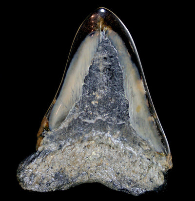 Polished Megalodon Tooth Specimen #8 - Paxton Gate