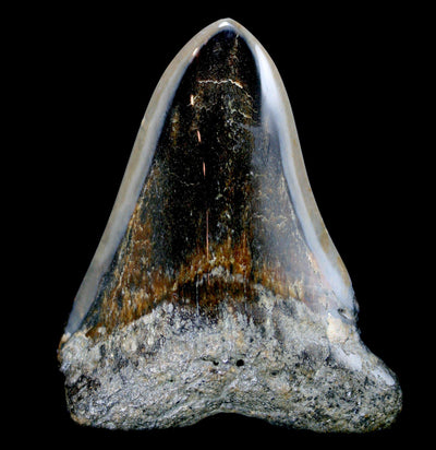 Polished Megalodon Tooth Specimen #8 - Paxton Gate