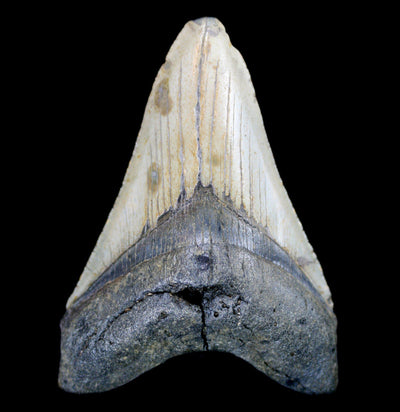 Megalodon Tooth Specimen #9 - Paxton Gate