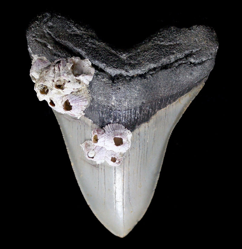 Megalodon Tooth with Barnacles Specimen F - Paxton Gate