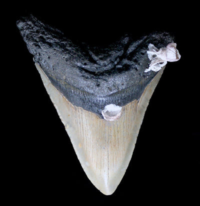 Megalodon Tooth with Barnacles Specimen H - Paxton Gate