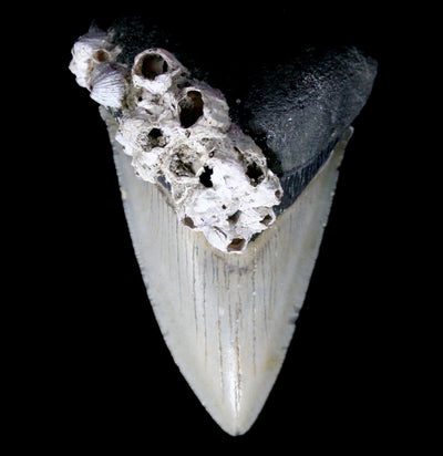 Megalodon Tooth with Barnacles Specimen I - Paxton Gate