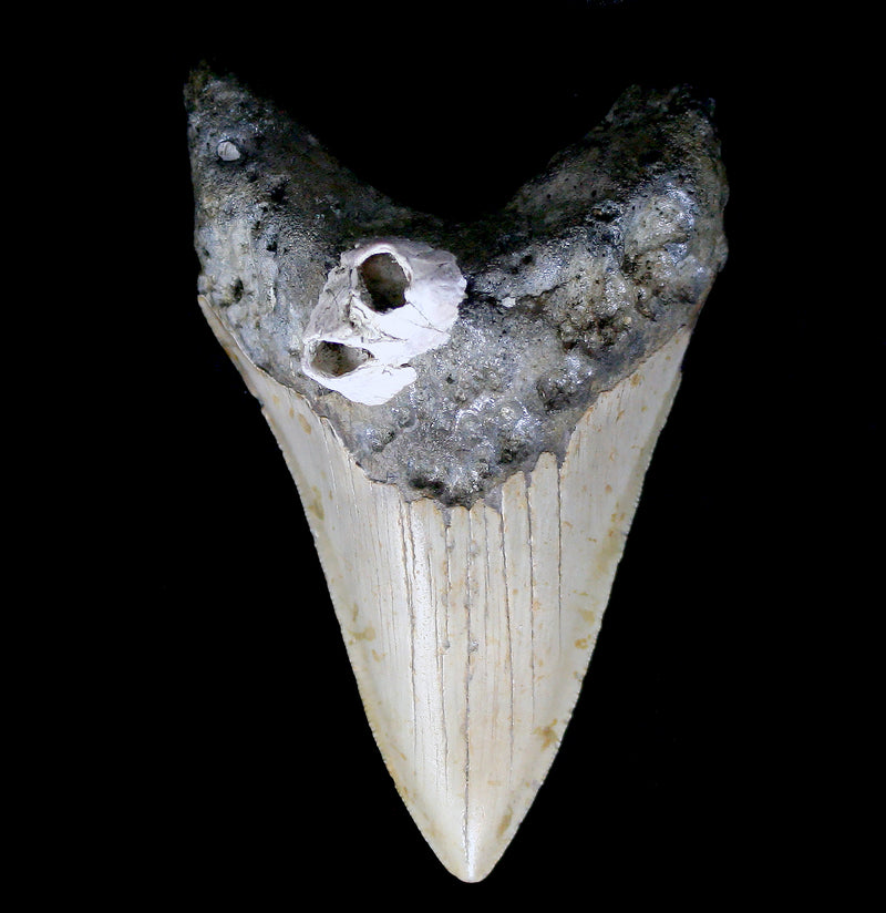 Megalodon Tooth with Barnacles Specimen J - Paxton Gate