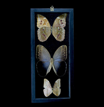 Double Glass Framed Morpho Butterfly Trio - Paxton Gate