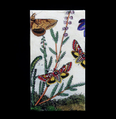 Prairie Moths Matches - Paxton Gate