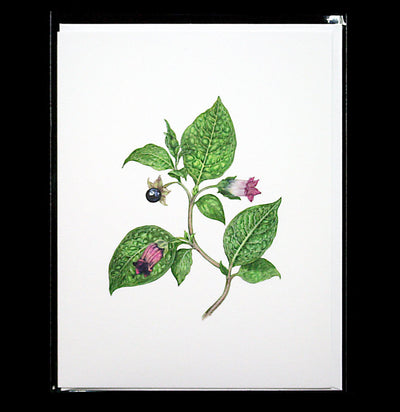 Deadly Nightshade Greeting Card - Paxton Gate