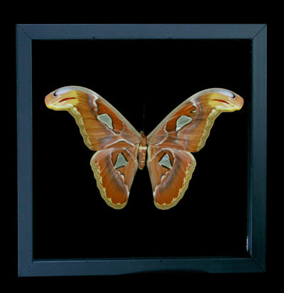 Double Glass Framed Attacus Atlas - Paxton Gate