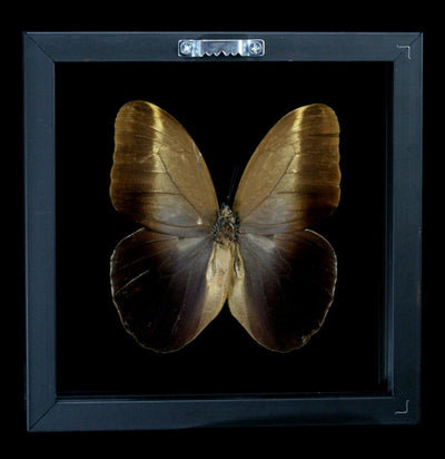 Double Glass Framed Caligo Owl Butterfly - Paxton Gate