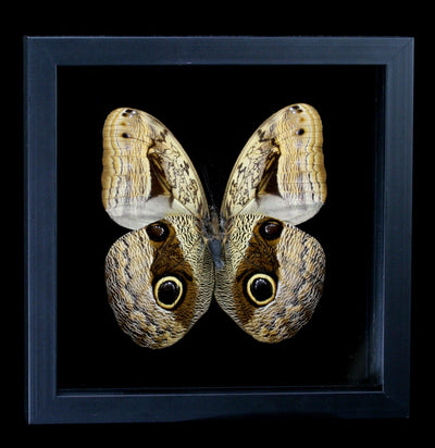 Double Glass Framed Caligo Owl Butterfly - Paxton Gate