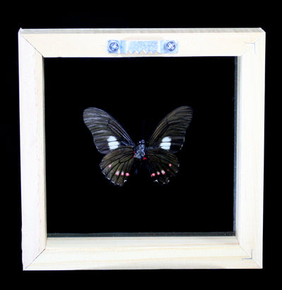 Double Glass Framed Assorted Butterflies - Paxton Gate