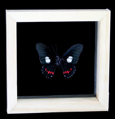 Double Glass Framed Varied Parides Butterfly - Paxton Gate