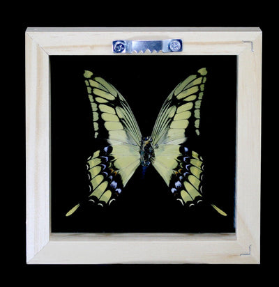 Double Glass Framed Papilio Thoa Androgeus Butterfly - Paxton Gate