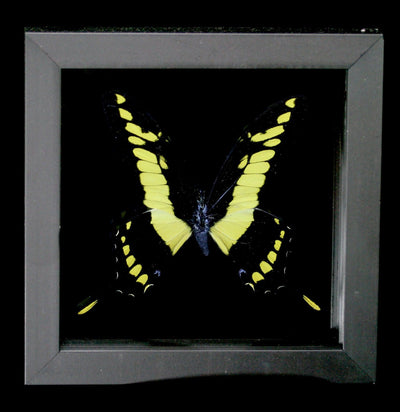 Double Glass Framed Papilio Thoa Androgeus Butterfly - Paxton Gate
