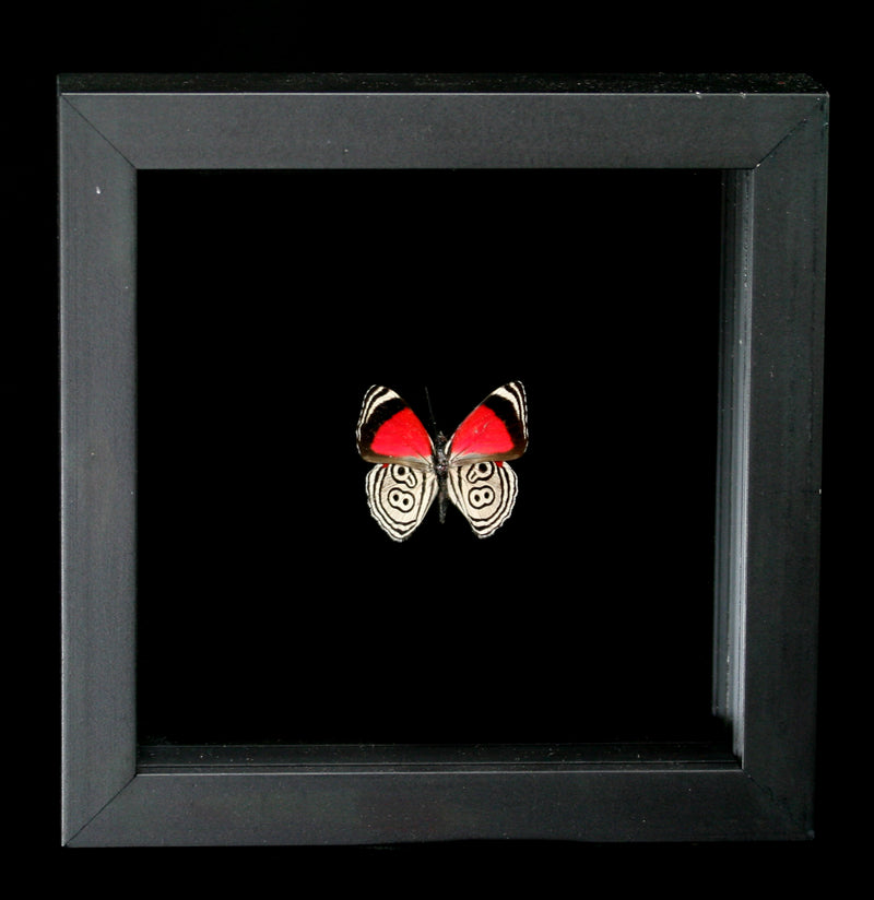 Double Glass Framed Diaethria Clymena Butterfly - Paxton Gate