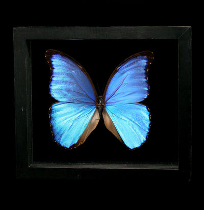 Double Glass Framed Morpho Didius Butterfly - Paxton Gate