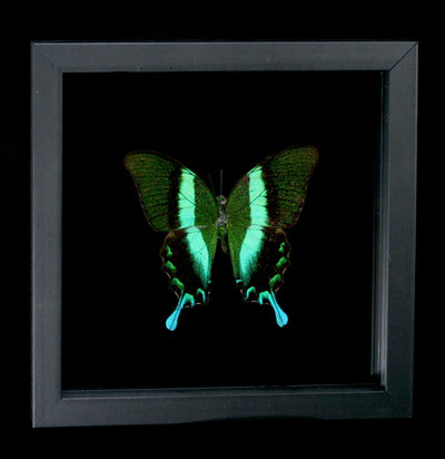 Double Glass Framed Papilio Blumei - Paxton Gate