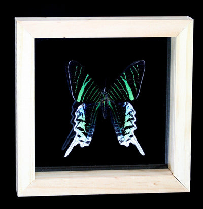 Double Glass Framed Urania Leilus Moth - Paxton Gate