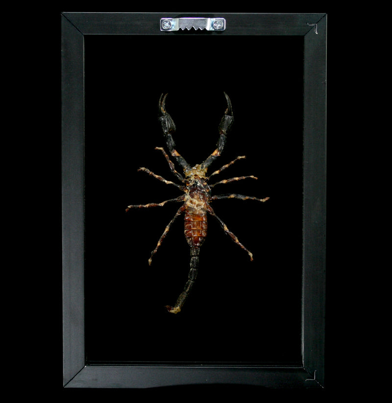 Double Glass Framed Scorpion - Paxton Gate