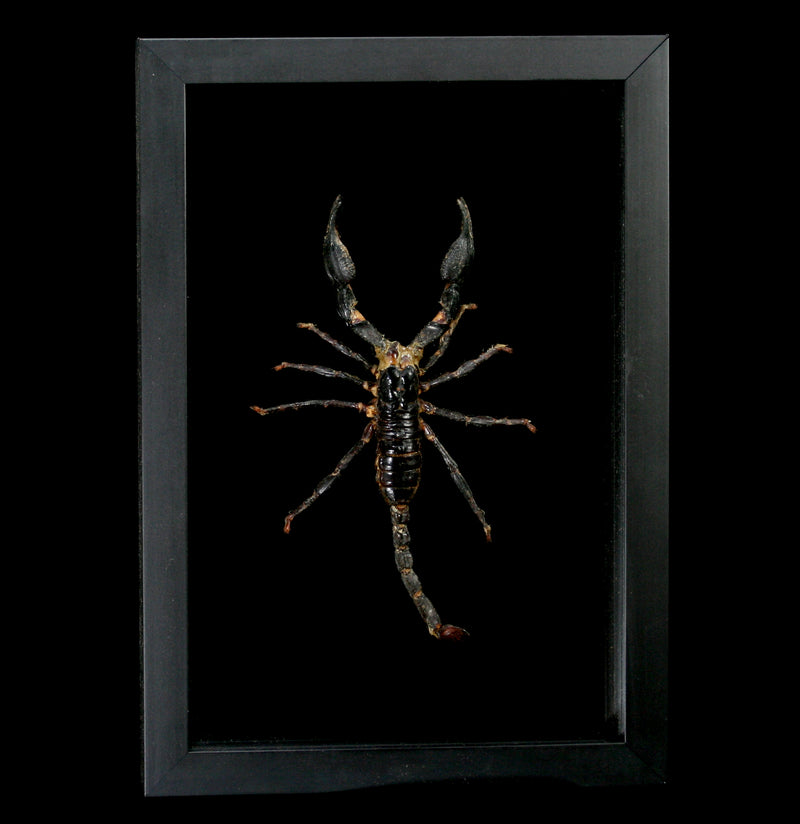Double Glass Framed Scorpion - Paxton Gate