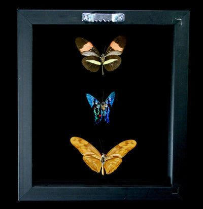 Three Double Glass Framed Mixed Butterflies - Paxton Gate