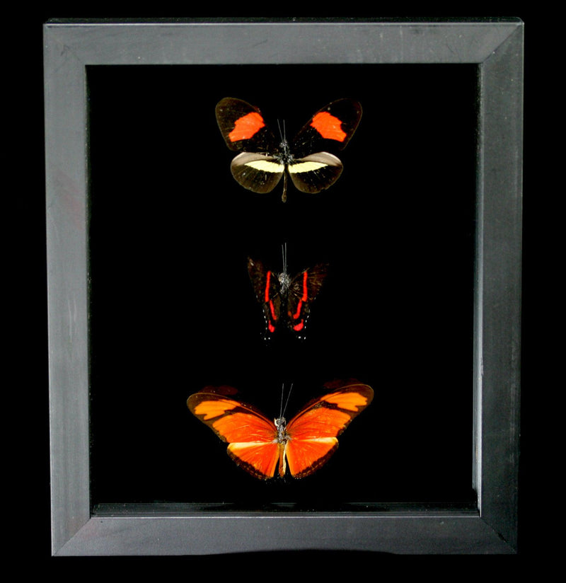 Three Double Glass Framed Mixed Butterflies - Paxton Gate