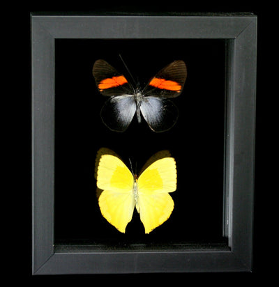 Two Double Glass Framed Mixed Butterflies - Paxton Gate