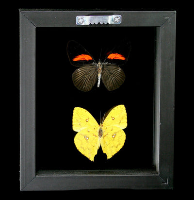 Two Double Glass Framed Mixed Butterflies - Paxton Gate