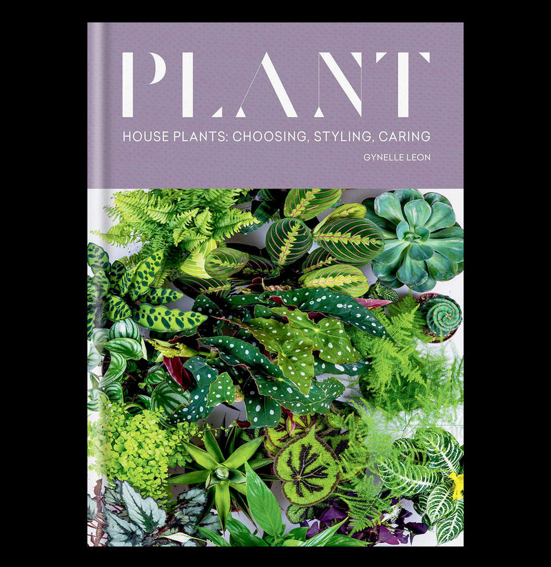 Plant: House Plants: choosing, styling, caring - Paxton Gate