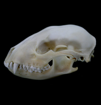 Raccoon Crafting Skull with Lower Jaw - Paxton Gate