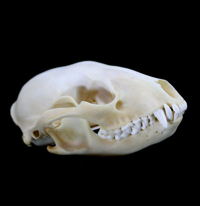 Raccoon Crafting Skull with Lower Jaw - Paxton Gate