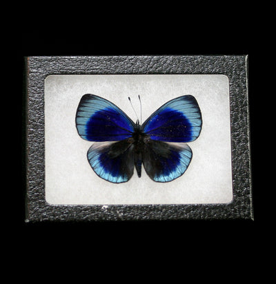 Riker Mounted Asterope Leprieuri blue black butterfly - Paxton Gate