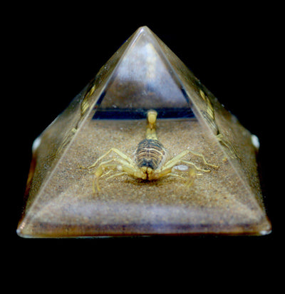 Gold Scorpion In Pyramid - Paxton Gate