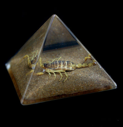 Gold Scorpion In Pyramid - Paxton Gate