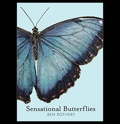 Sensational Butterflies - Paxton Gate