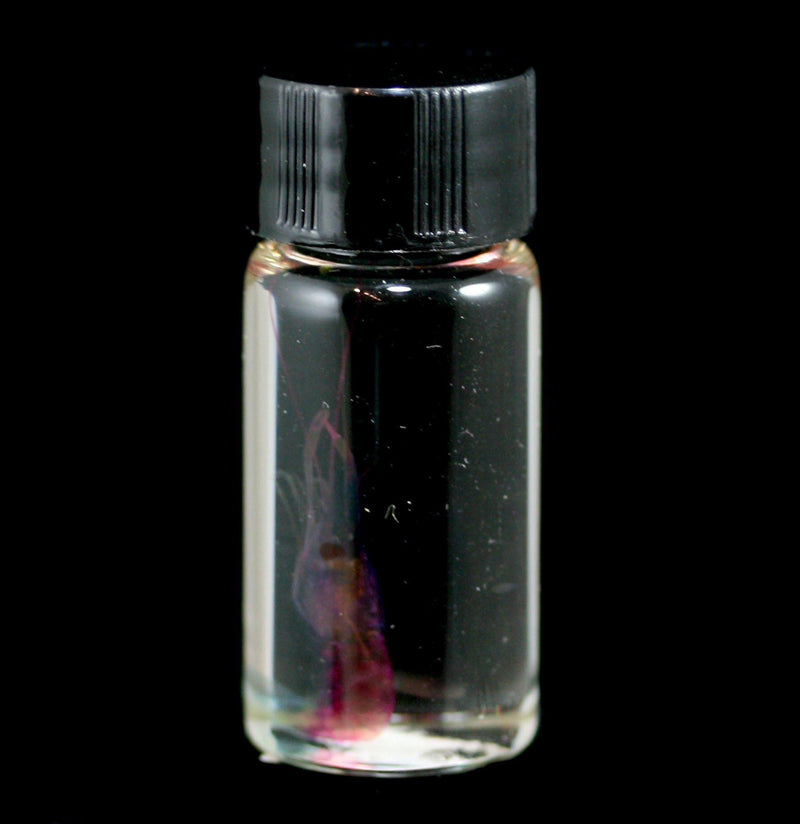 Diaphonized Tiny Shrimp Wet Specimen - Paxton Gate