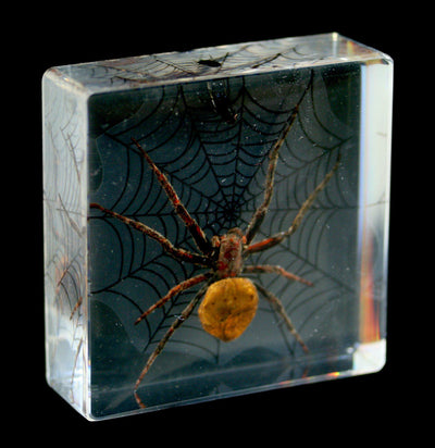 Spider & Fly Acrylic - Paxton Gate
