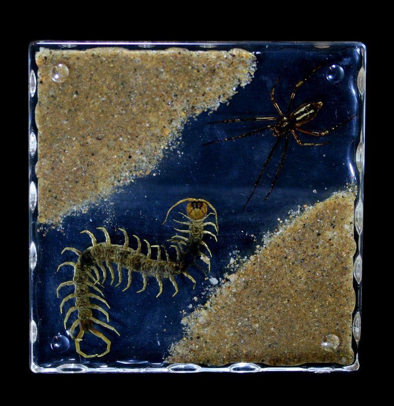 Spider and Centipede Acrylic Coaster - Paxton Gate