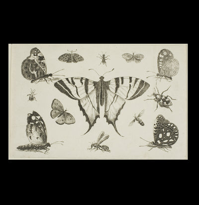 Swallow-Tailed Butterfly and Other Insects Satin Poster - Paxton Gate