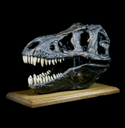 Replica Tyrannosaurus Skull With Stand - Paxton Gate