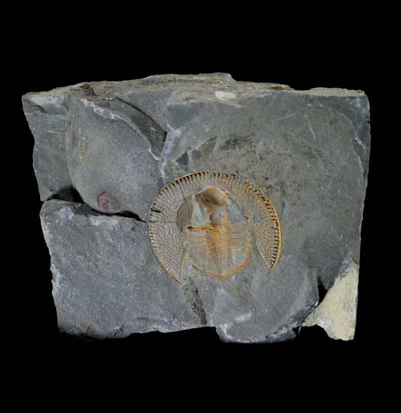 Nankinolithus Fossil Trilobite - Paxton Gate